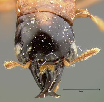 Media type: image;   Entomology 6516 Aspect: head dorsal view